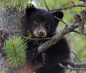 Preview wallpaper bear, branch, sit, cub