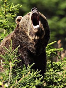 Preview wallpaper bear, brown, aggression, grass, forest