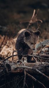 Preview wallpaper bear, brown, animal, wildlife