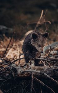 Preview wallpaper bear, brown, animal, wildlife
