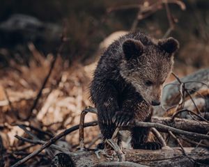 Preview wallpaper bear, brown, animal, wildlife