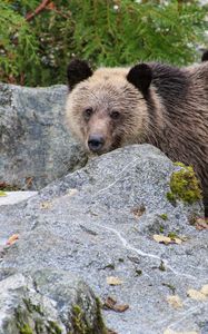 Preview wallpaper bear, brown bear, face, cute