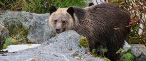 Preview wallpaper bear, brown bear, face, cute