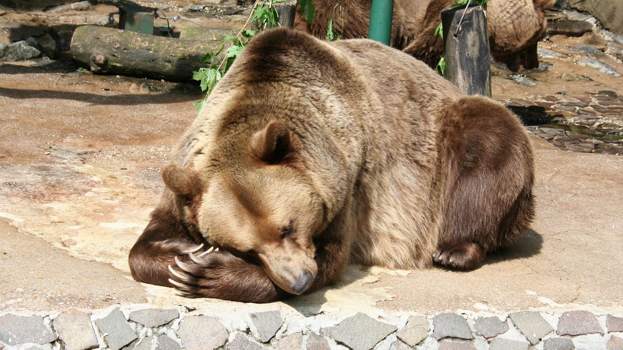 Wallpaper bear, brown bear, lying, nature reserve