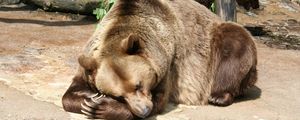 Preview wallpaper bear, brown bear, lying, nature reserve