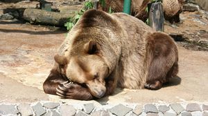 Preview wallpaper bear, brown bear, lying, nature reserve