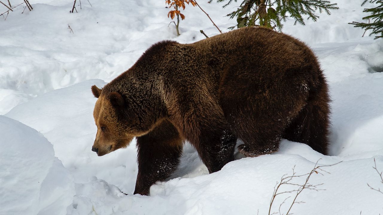 Wallpaper bear, brown bear, muzzle, predator, snow