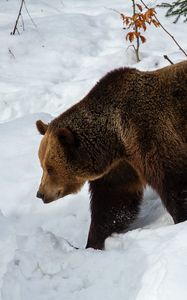 Preview wallpaper bear, brown bear, muzzle, predator, snow