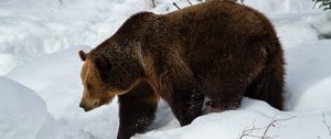 Preview wallpaper bear, brown bear, muzzle, predator, snow