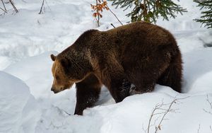 Preview wallpaper bear, brown bear, muzzle, predator, snow