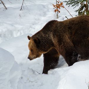 Preview wallpaper bear, brown bear, muzzle, predator, snow