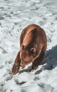 Preview wallpaper bear, brown bear, predator, snow