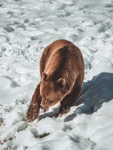 Preview wallpaper bear, brown bear, predator, snow