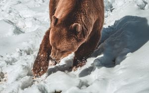 Preview wallpaper bear, brown bear, predator, snow