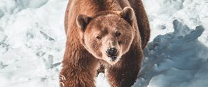 Preview wallpaper bear, brown bear, predator, snow, muzzle