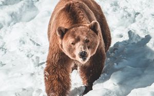 Preview wallpaper bear, brown bear, predator, snow, muzzle