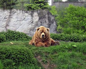 Preview wallpaper bear, brown, grass, funny, lie