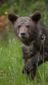 Preview wallpaper bear, brown, grass, baby