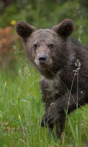 Preview wallpaper bear, brown, grass, baby