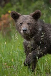 Preview wallpaper bear, brown, grass, baby