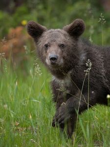 Preview wallpaper bear, brown, grass, baby