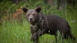 Preview wallpaper bear, brown, grass, baby