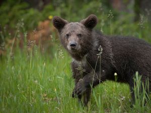 Preview wallpaper bear, brown, grass, baby