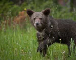 Preview wallpaper bear, brown, grass, baby