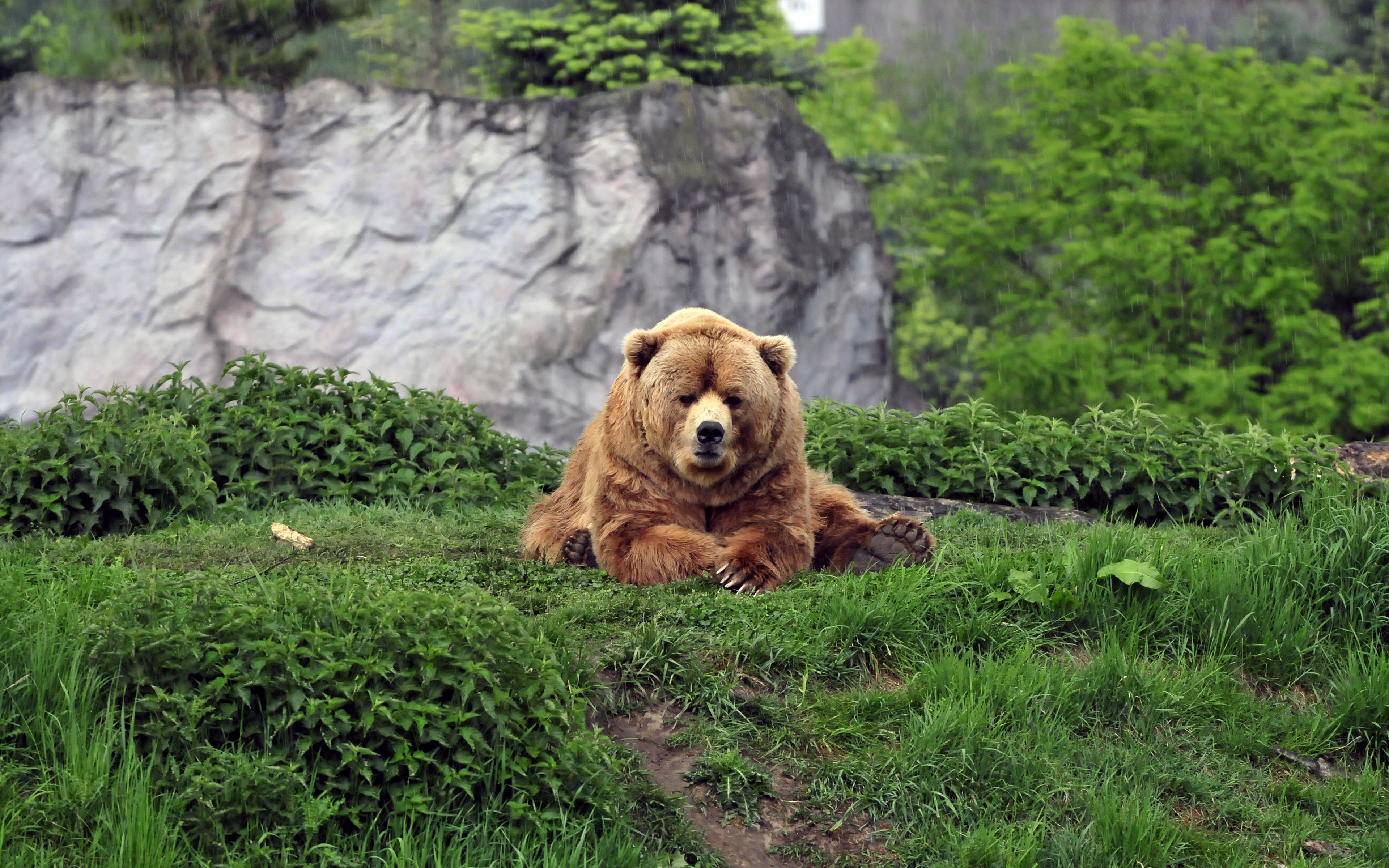 3840x2400 Wallpaper bear, brown, grass, funny, lie