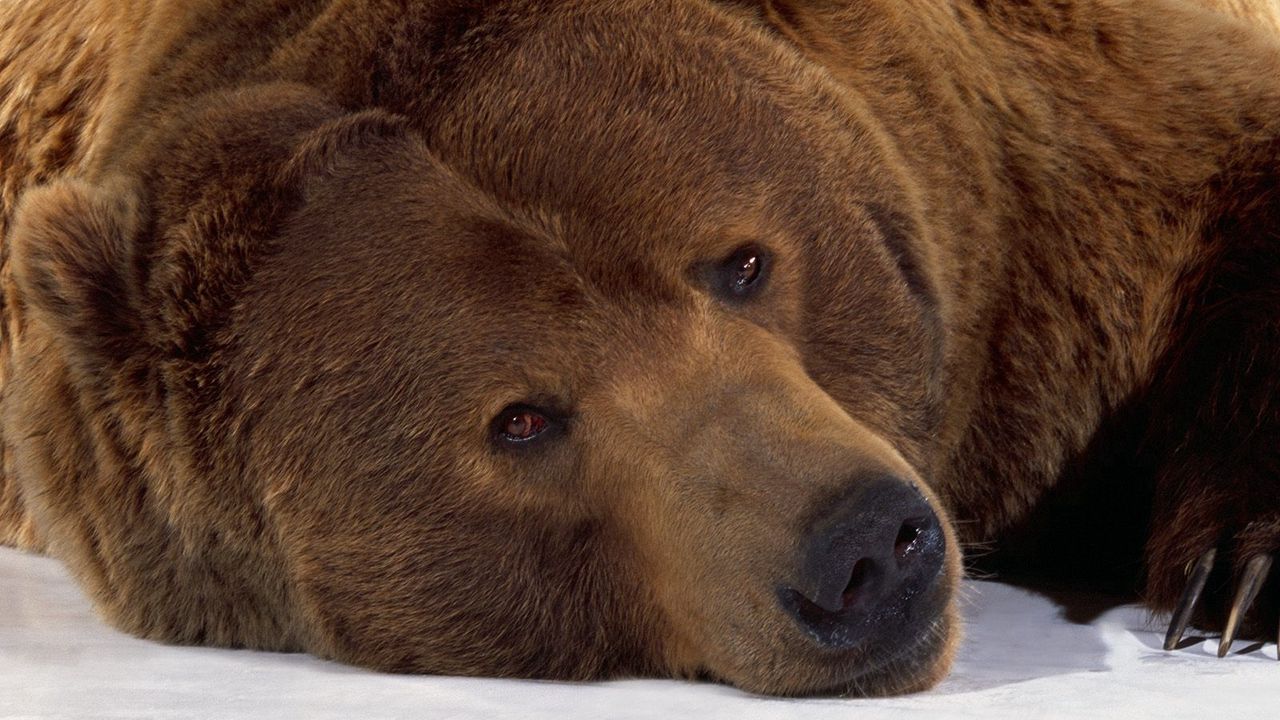 Wallpaper bear, brown, lying, snow, muzzle