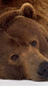 Preview wallpaper bear, brown, lying, snow, muzzle