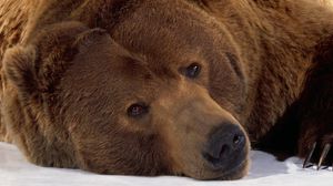 Preview wallpaper bear, brown, lying, snow, muzzle