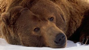 Preview wallpaper bear, brown, lying, snow, muzzle