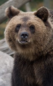 Preview wallpaper bear, brown, predator, muzzle, furry