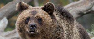 Preview wallpaper bear, brown, predator, muzzle, furry