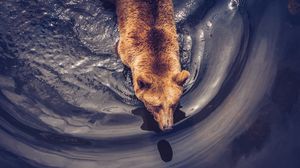 Preview wallpaper bear, brown, predator, aerial view