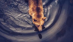 Preview wallpaper bear, brown, predator, aerial view