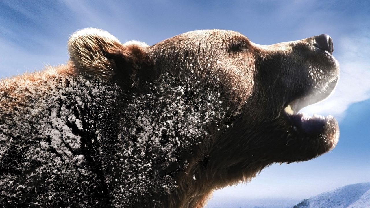 Wallpaper bear, brown, roar, mountains, snow