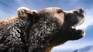 Preview wallpaper bear, brown, roar, mountains, snow