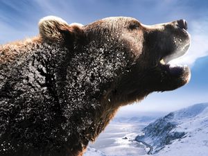 Preview wallpaper bear, brown, roar, mountains, snow