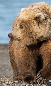 Preview wallpaper bear, brown, rocks, sea, coast