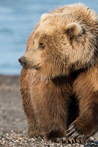 Preview wallpaper bear, brown, rocks, sea, coast