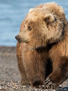 Preview wallpaper bear, brown, rocks, sea, coast