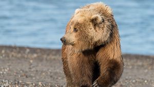 Preview wallpaper bear, brown, rocks, sea, coast