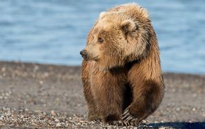 Preview wallpaper bear, brown, rocks, sea, coast