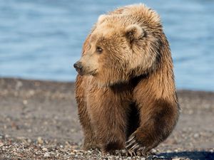 Preview wallpaper bear, brown, rocks, sea, coast