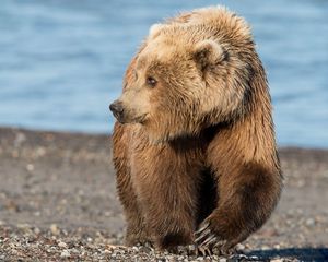 Preview wallpaper bear, brown, rocks, sea, coast