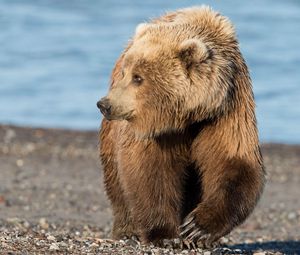 Preview wallpaper bear, brown, rocks, sea, coast