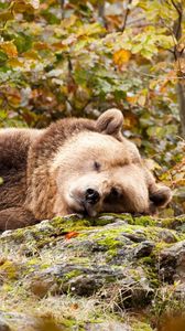 Preview wallpaper bear, brown, sleeps, grass