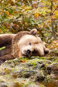 Preview wallpaper bear, brown, sleeps, grass